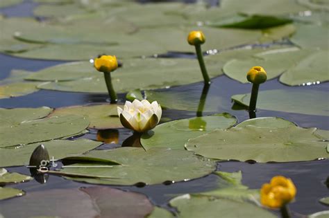 Waterlelie en Gele Plomp